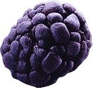 n-berry1.png