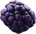 n-berry2.png